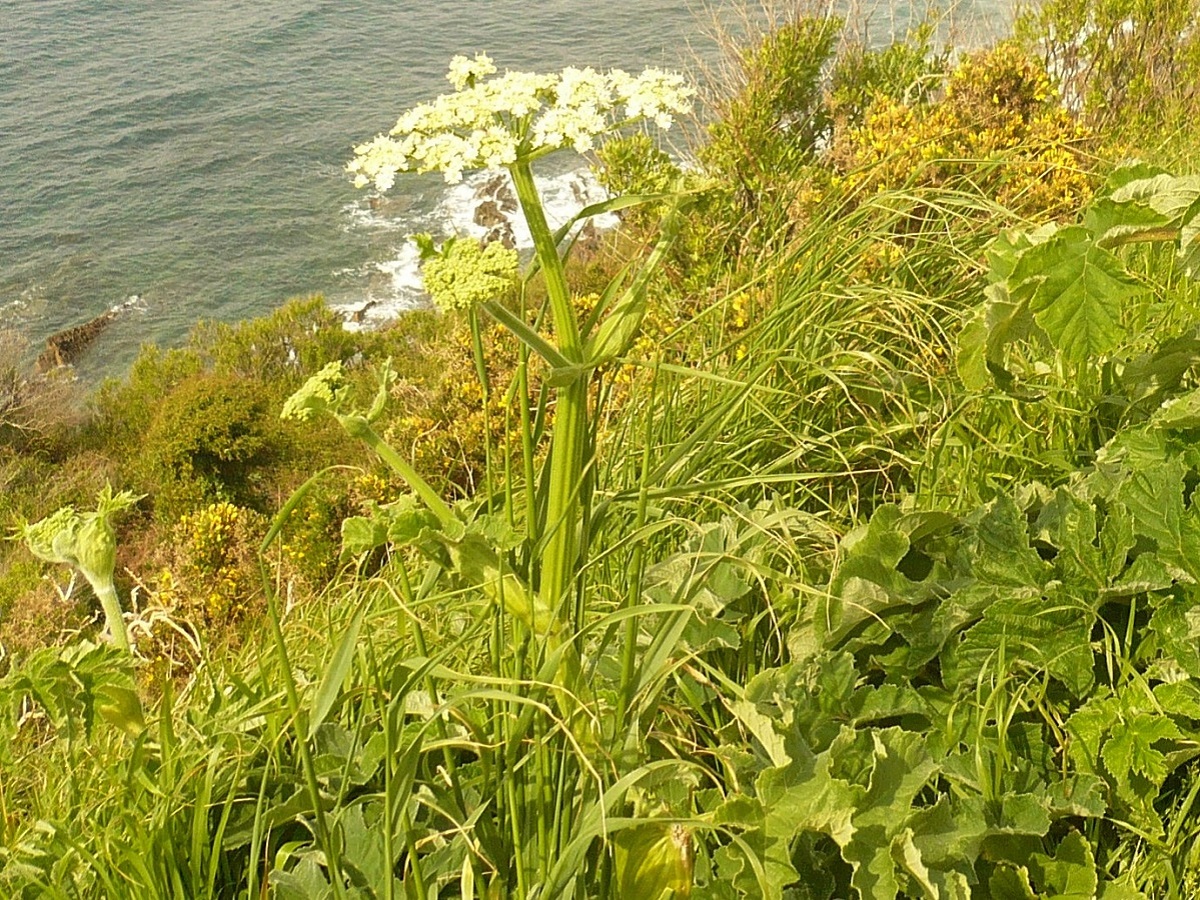 Heracleum sphondylium subsp. sphondylium var. trifoliatum (Apiaceae)